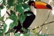Bolivia: Santa Cruz Toucan