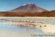 Bolivia: Salar de Uyuni Flamingos