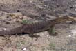 Malaysia: Lizard in Perhentian Kecil