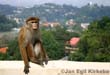 Sri Lanka: Monkey