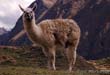 Peru: Llama